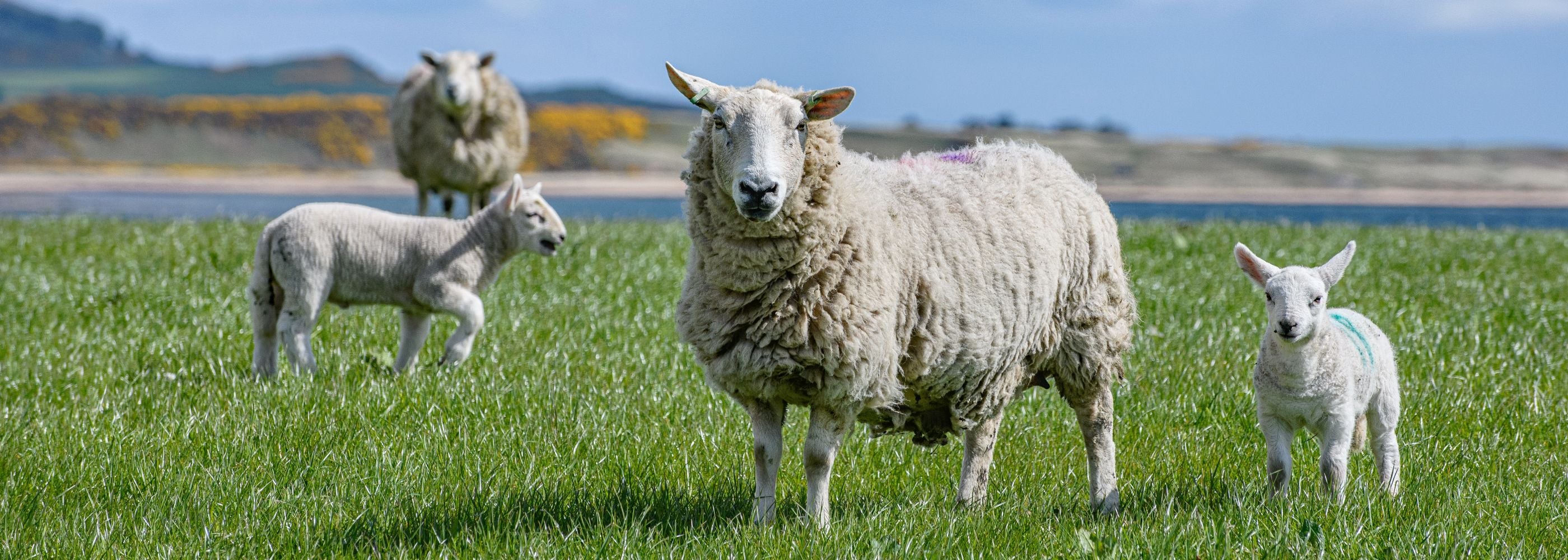 A sheep and three lambs stand on green grass near a body of water, with rolling hills and blue sky in the background. The sheep face the camera, while one lamb grazes and the others look around.