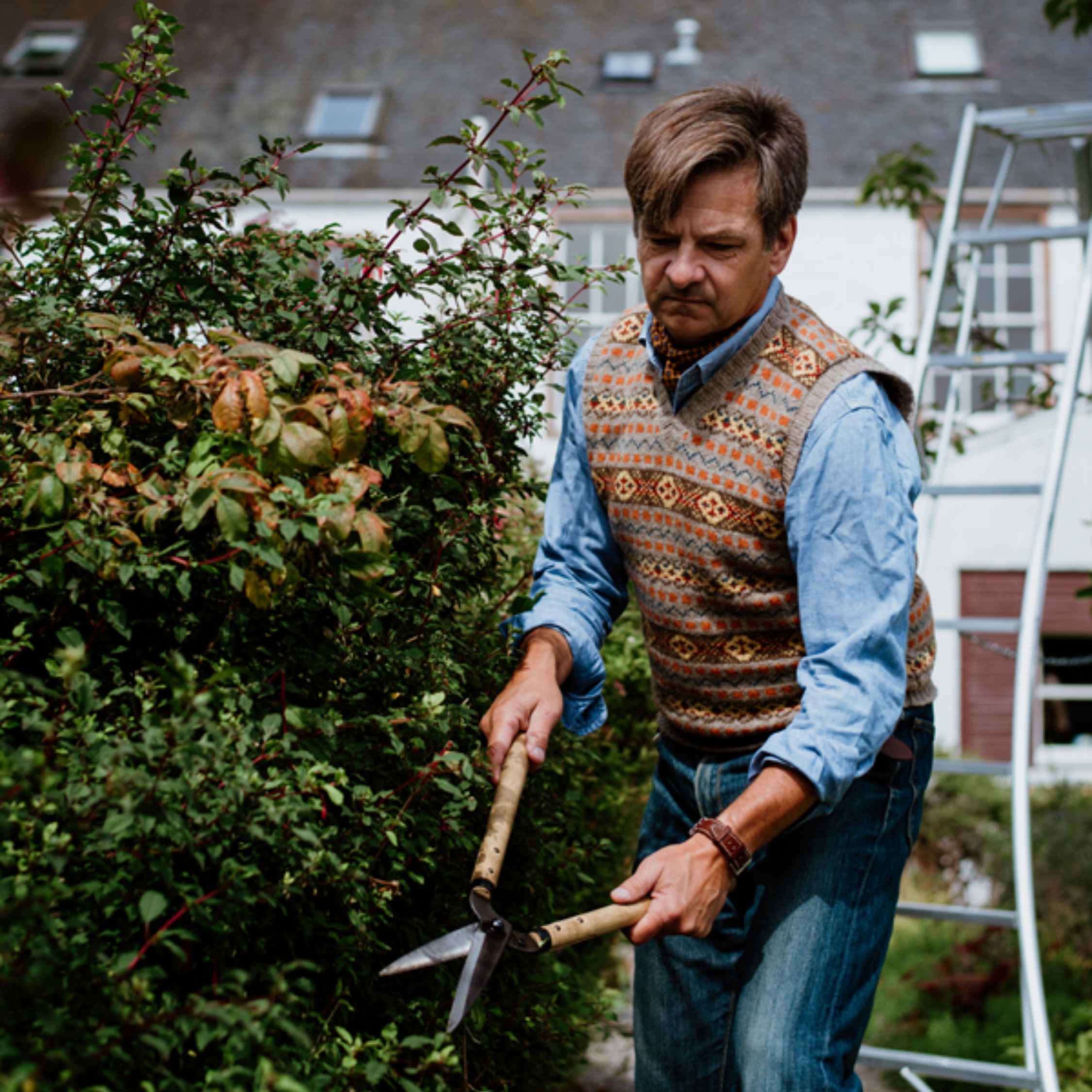 A man wearing a patterned sweater vest and jeans is trimming a bush with garden shears in a residential garden, with a metal ladder and house in the background.