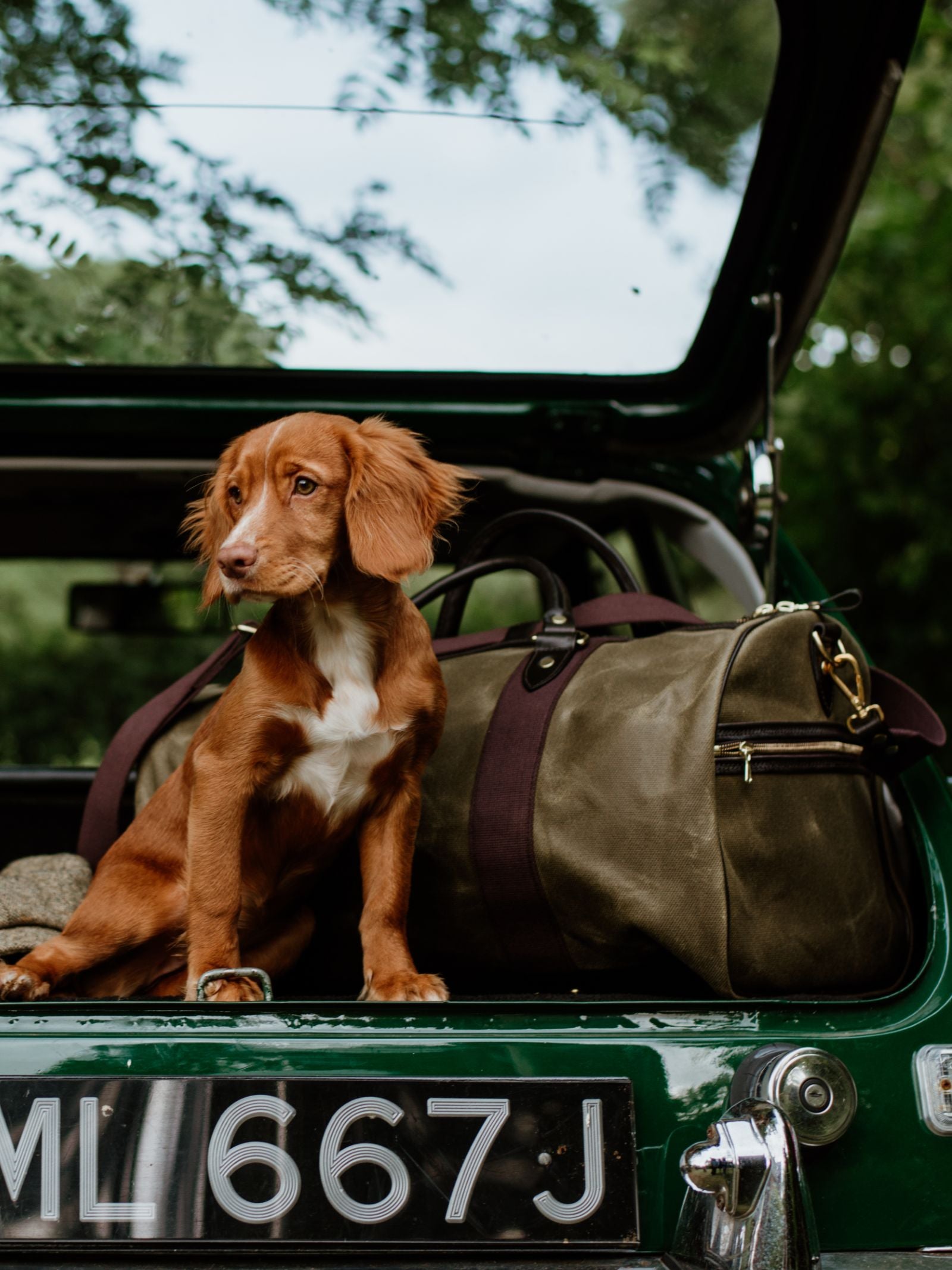 A brown puppy with floppy ears sits in the open trunk of a green car next to the Campbell's of Beauly Wax Holdall, with bridle leather handles and trees visible in the background.