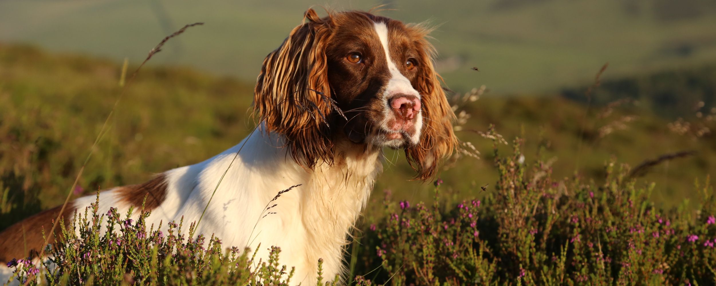 A brown and white spaniel dog sits in a field of tall green grass and purple wildflowers, looking alertly to the side under soft sunlight.